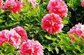 琉璃河天香牡丹園