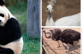八達(dá)嶺野生動(dòng)物園