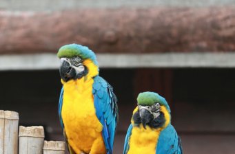 野生動物園