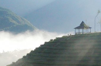 云頂觀光茶園