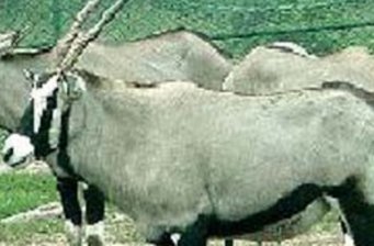 重慶野生動(dòng)物園