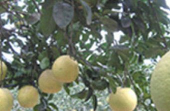 黃沙白柚生態園