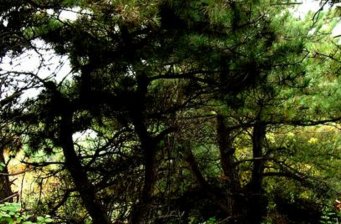 翠楓山自然風景區(qū)