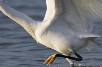 泗洪白鷺保護(hù)區(qū)