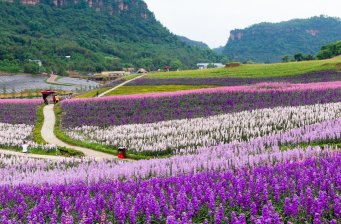 花田酒地