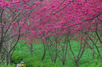 青山休閑農場