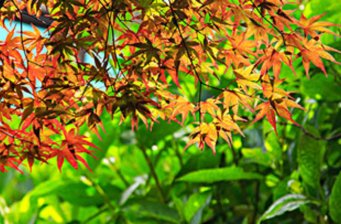 太平山森林游樂區(qū)