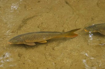 鯉魚(yú)潭水庫(kù)