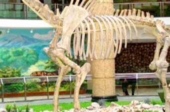 和政古動物化石博物館